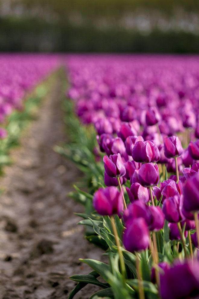 Фотографии из Нидерландов в сезон цветения миллионов тюльпанов 49
