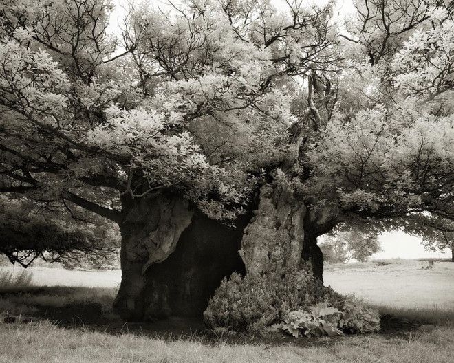 Фотограф 14 лет снимала старейшие деревья в мире 50