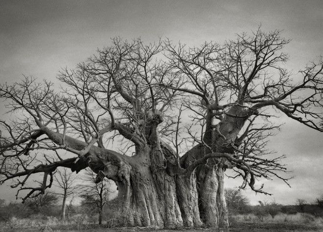 Фотограф 14 лет снимала старейшие деревья в мире 40