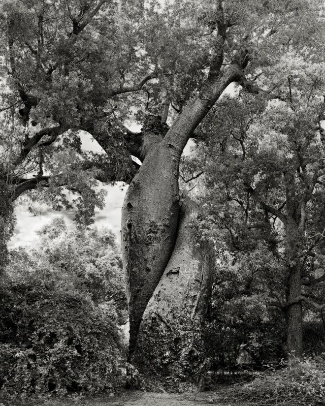 Фотограф 14 лет снимала старейшие деревья в мире 51