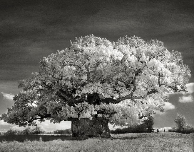 Фотограф 14 лет снимала старейшие деревья в мире 42