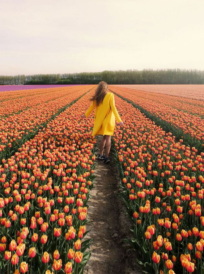 Фотографии из Нидерландов в сезон цветения миллионов тюльпанов 43