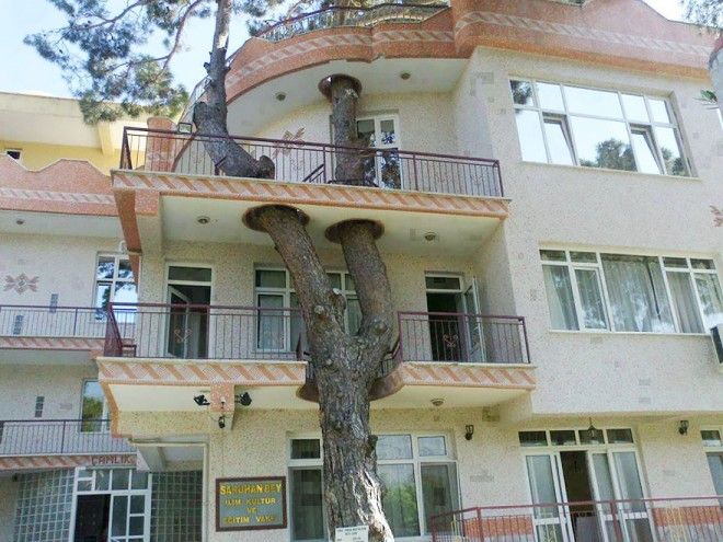 Дома, архитекторы которых отказались спиливать деревья 36