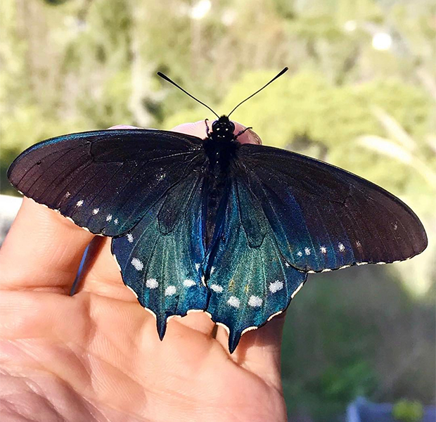 Парень из Сан-Франциско выводит редких бабочек у себя во дворе 26