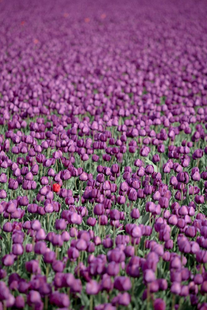 Фотографии из Нидерландов в сезон цветения миллионов тюльпанов 50