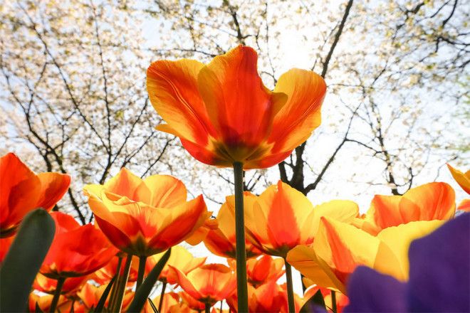 Фотографии из Нидерландов в сезон цветения миллионов тюльпанов 44