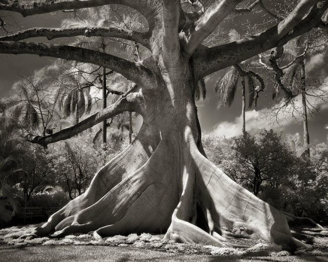 Фотограф 14 лет снимала старейшие деревья в мире 46
