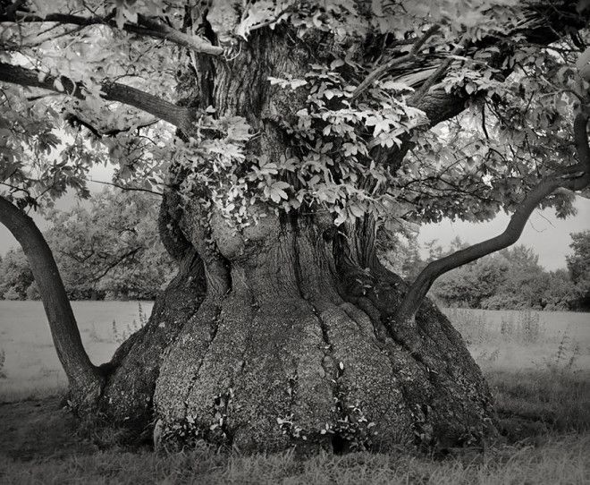 Фотограф 14 лет снимала старейшие деревья в мире 41