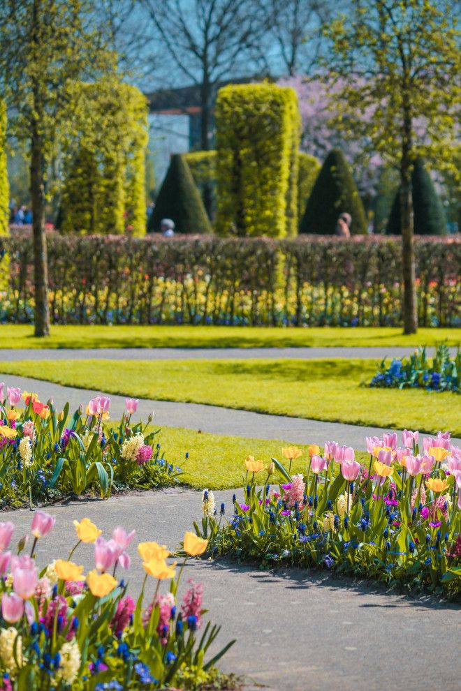 Фотографии из Нидерландов в сезон цветения миллионов тюльпанов 43