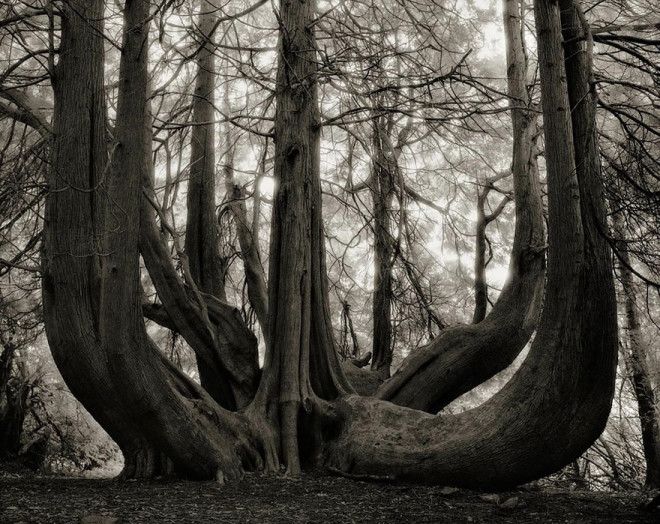 Фотограф 14 лет снимала старейшие деревья в мире 42