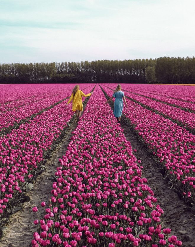 Фотографии из Нидерландов в сезон цветения миллионов тюльпанов 52