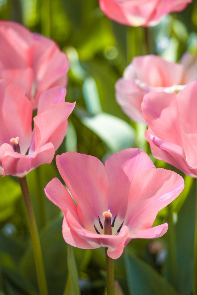 Фотографии из Нидерландов в сезон цветения миллионов тюльпанов 47