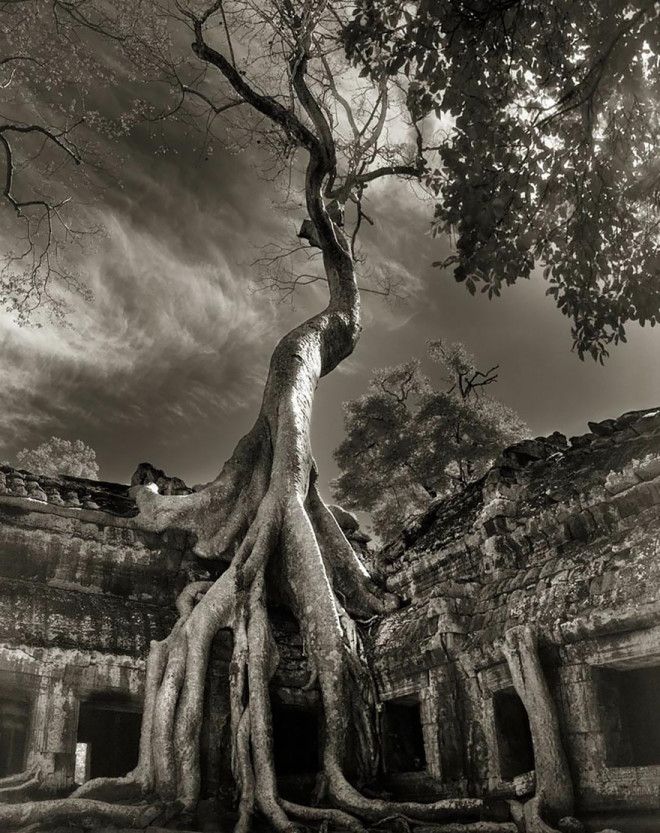 Фотограф 14 лет снимала старейшие деревья в мире 48