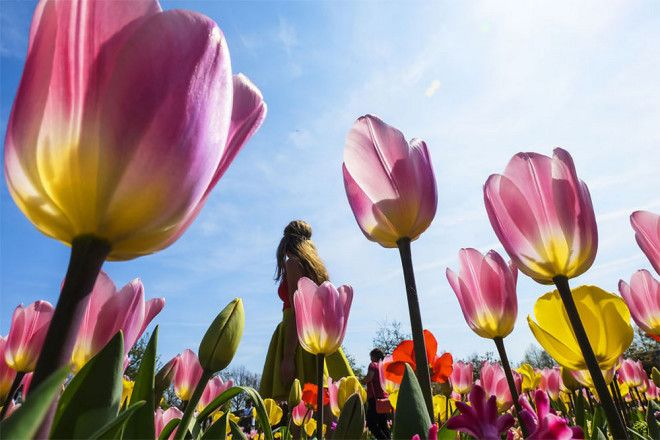 Фотографии из Нидерландов в сезон цветения миллионов тюльпанов 42
