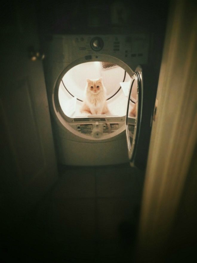 Кот в стиральной машинке.