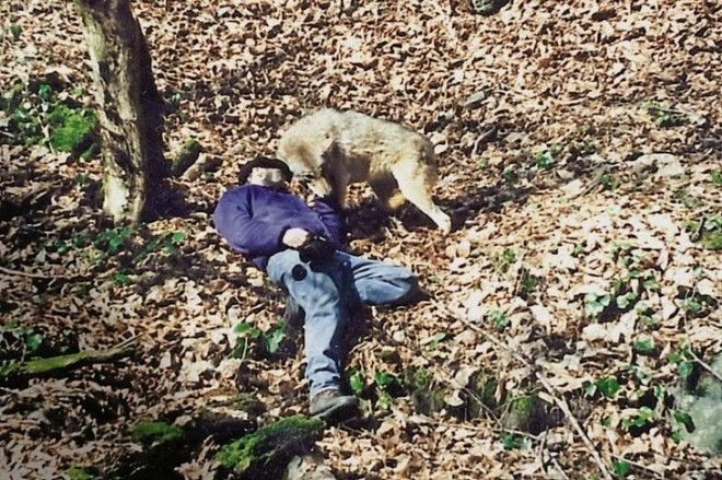 Два года в волчьей стае: как грузинский ученый выживал среди диких зверей 31