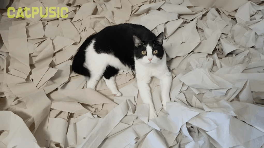 Хозяева сделали коту игровую комнату из сотни рулонов туалетной бумаги, и это настоящий кошачий рай 44