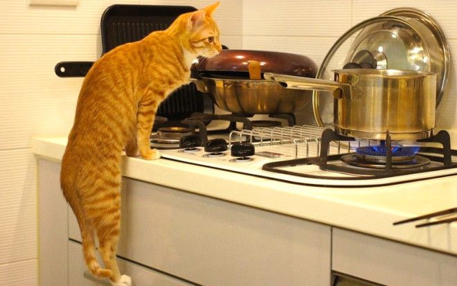 30 способов использования котов в хозяйстве 53