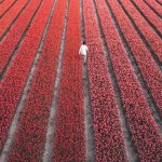 Фотографии из Нидерландов в сезон цветения миллионов тюльпанов
