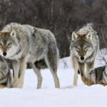 Два года в волчьей стае: как грузинский ученый выживал среди диких зверей