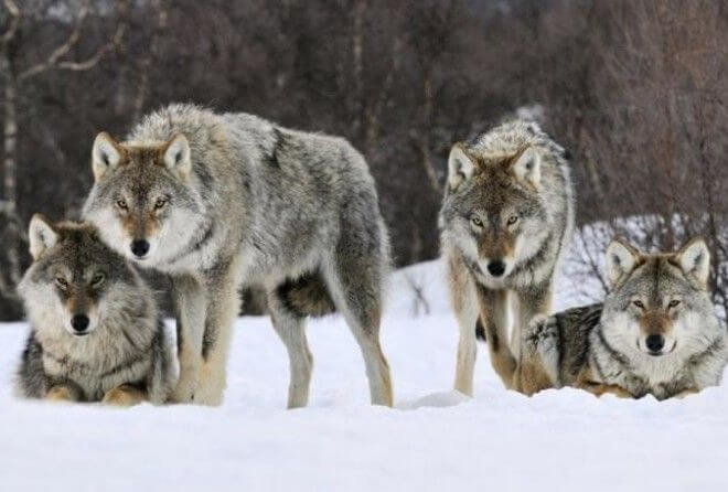 Два года в волчьей стае: как грузинский ученый выживал среди диких зверей