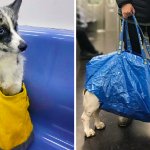16 собак, которых засунули в сумку, и им это понравилось