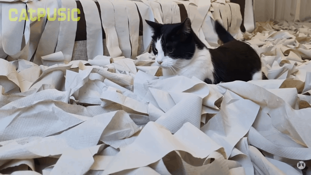 Хозяева сделали коту игровую комнату из сотни рулонов туалетной бумаги, и это настоящий кошачий рай 42