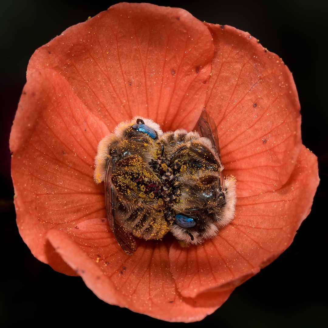 Есть пчёлы, которые спят в цветах: история одного милого фотоснимка 15