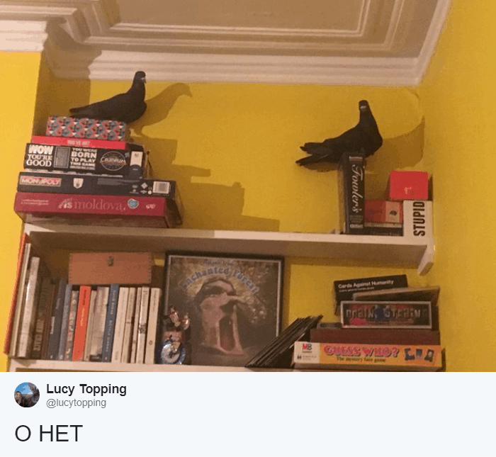 Британка обнаружила у себя дома двух голубей, и эти ребята повели себя как незваные гости 100 уровня 42