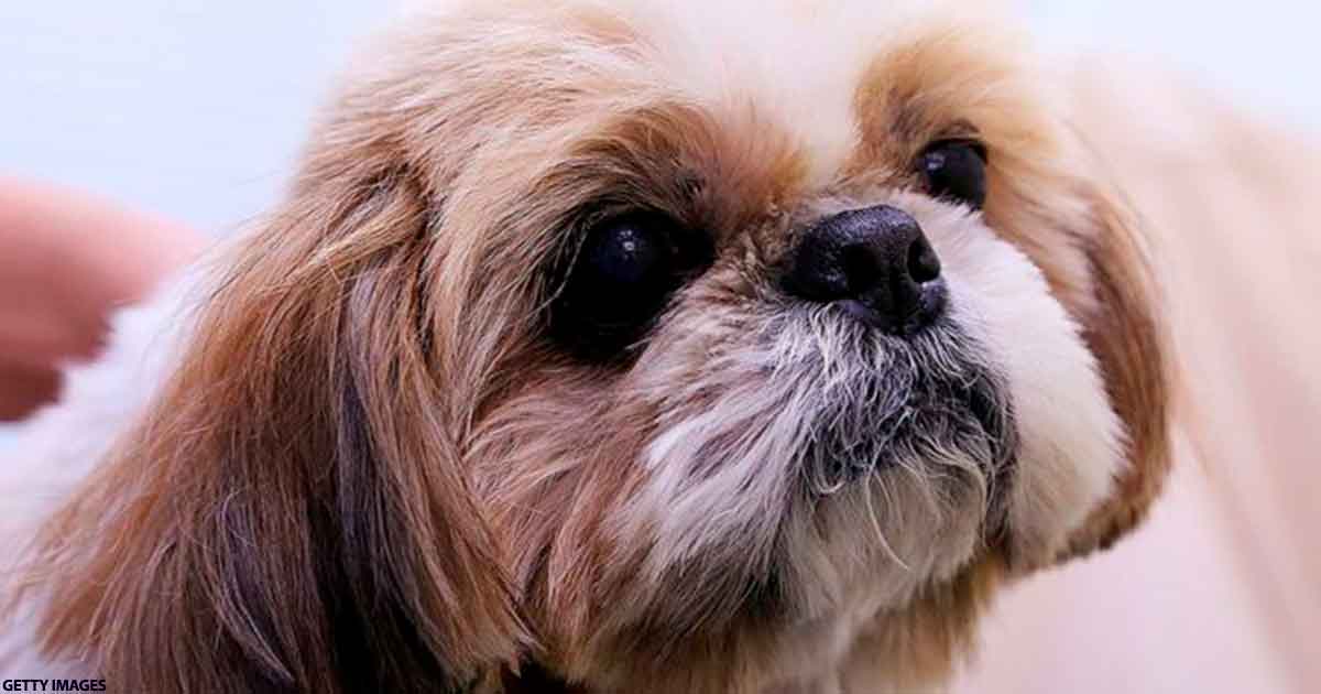 Здоровую собаку похоронили с хозяином в США. Как такое допустили? 10