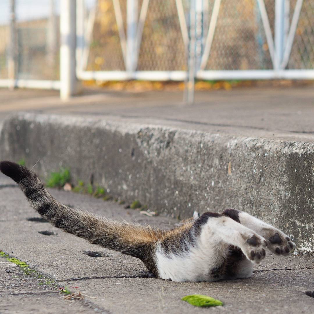Японец сфотографировал, как бездомные кошки играют в ливнёвках. Прыгай, киска! 27