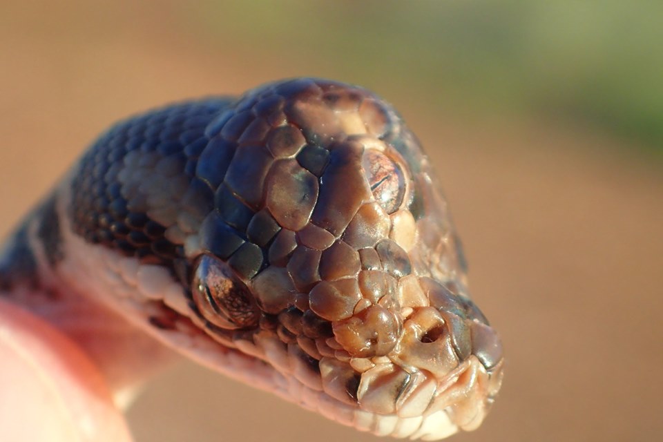 “Настоящее чудище”: в Австралии нашли уникальную трехглазую змею 17