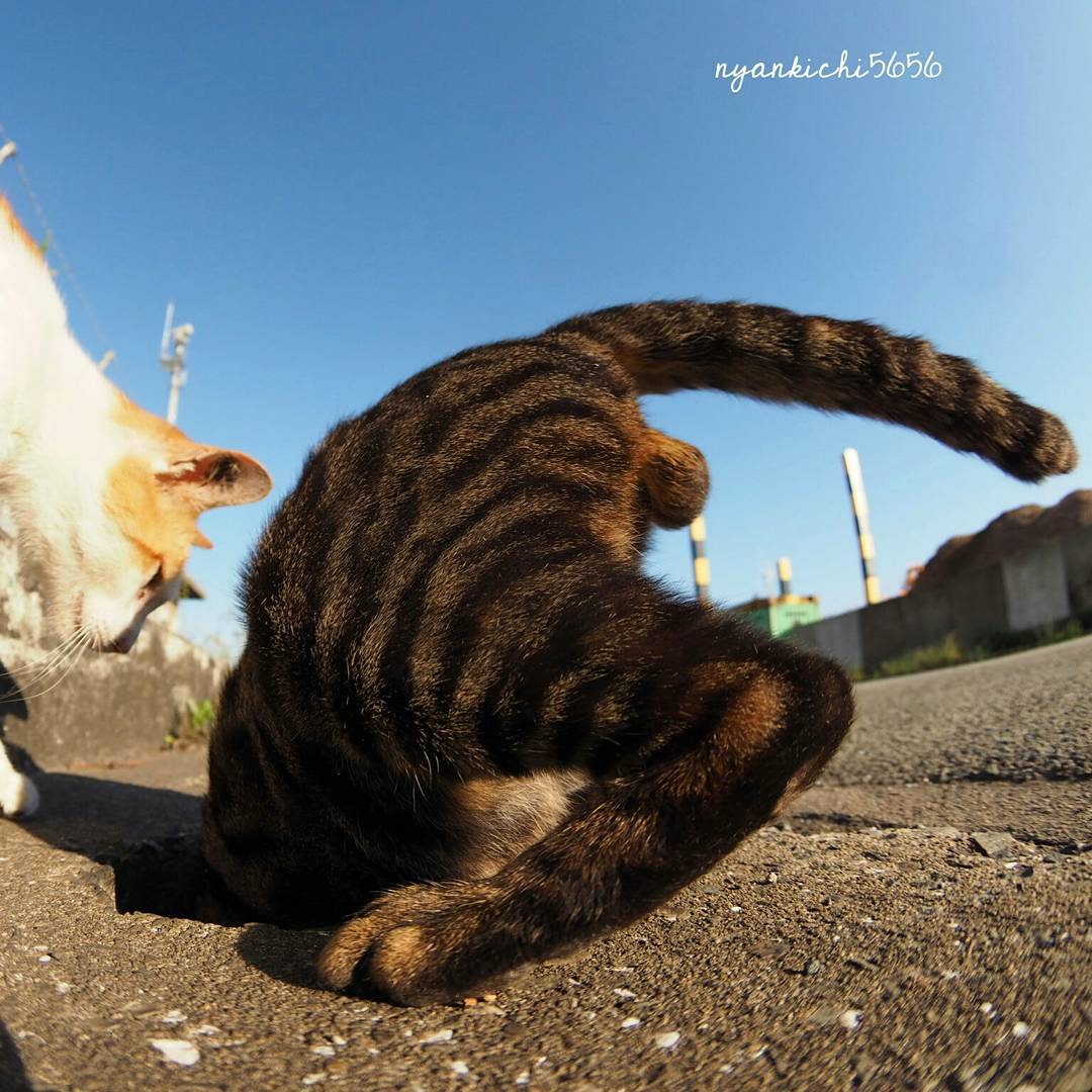 Японец сфотографировал, как бездомные кошки играют в ливнёвках. Прыгай, киска! 29