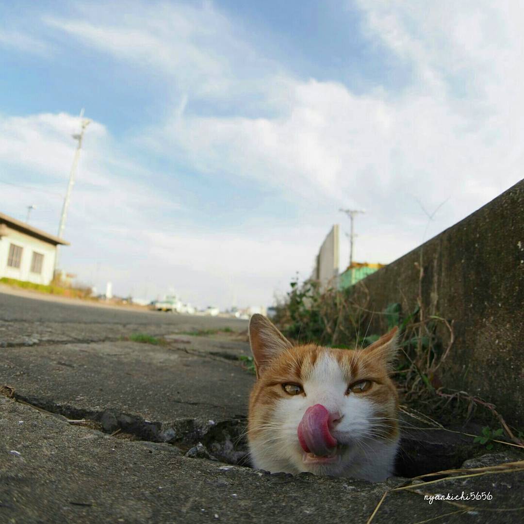 Японец сфотографировал, как бездомные кошки играют в ливнёвках. Прыгай, киска! 28