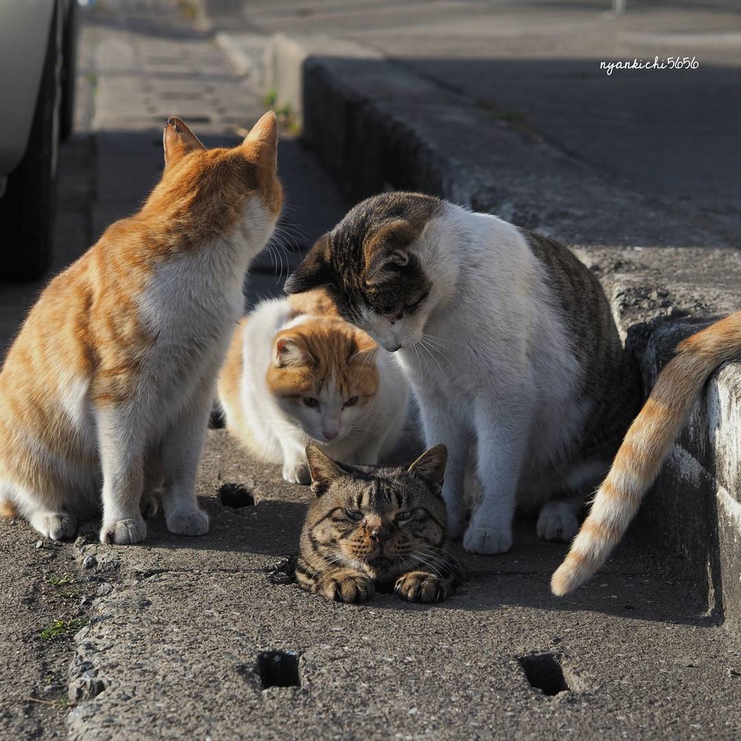 Японец сфотографировал, как бездомные кошки играют в ливнёвках. Прыгай, киска! 32