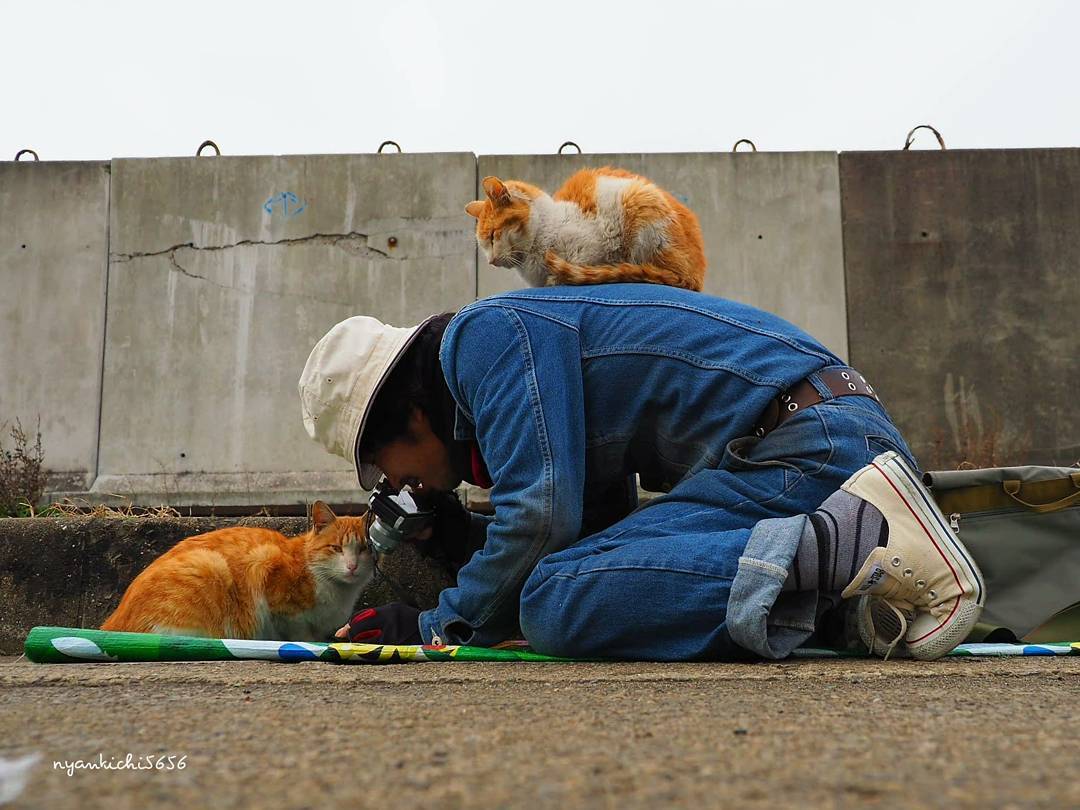 Японец сфотографировал, как бездомные кошки играют в ливнёвках. Прыгай, киска! 25