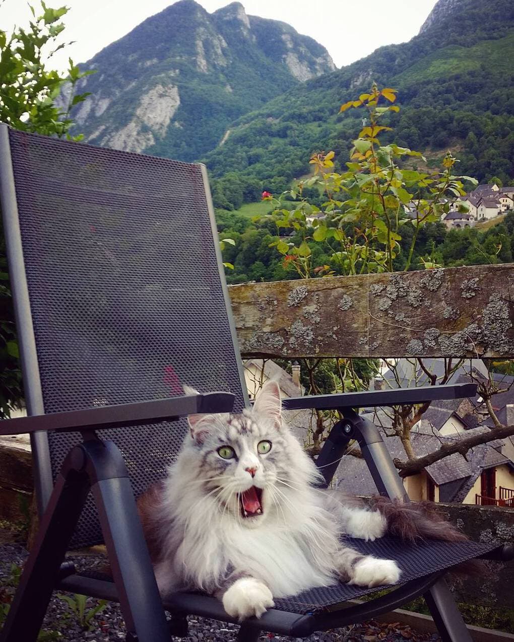 16 фотографий, которые доказывают, что величественные мейн-куны тоже бывают нелепыми 58