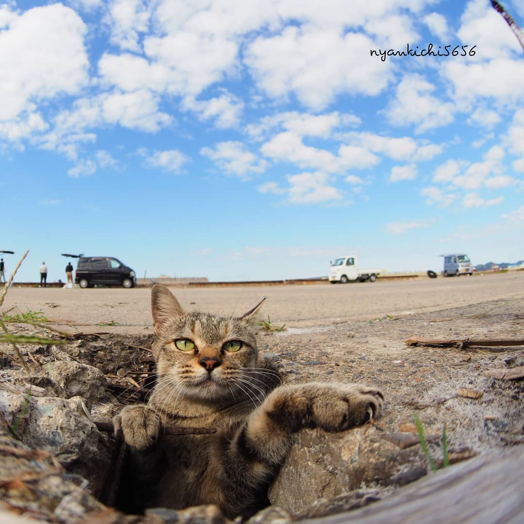 Японец сфотографировал, как бездомные кошки играют в ливнёвках. Прыгай, киска! 26