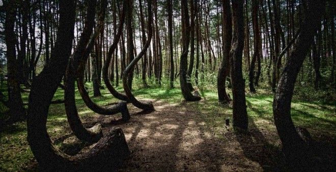Семь самых страшных лесов планеты 37