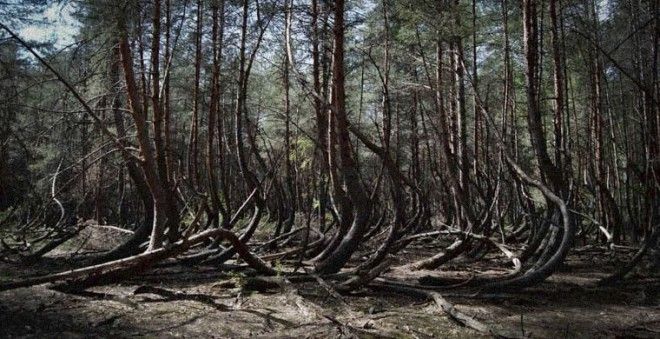 Семь самых страшных лесов планеты 38