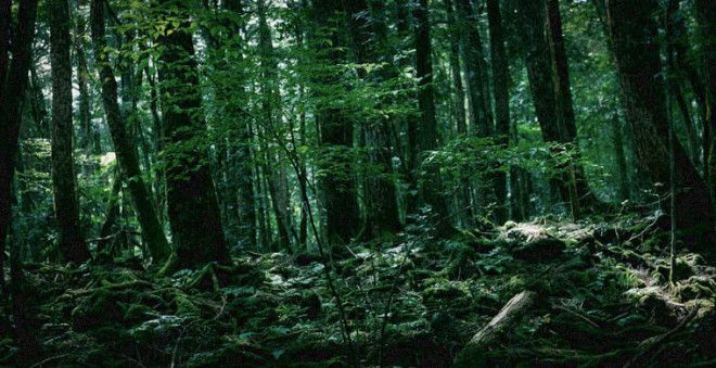 Семь самых страшных лесов планеты 40