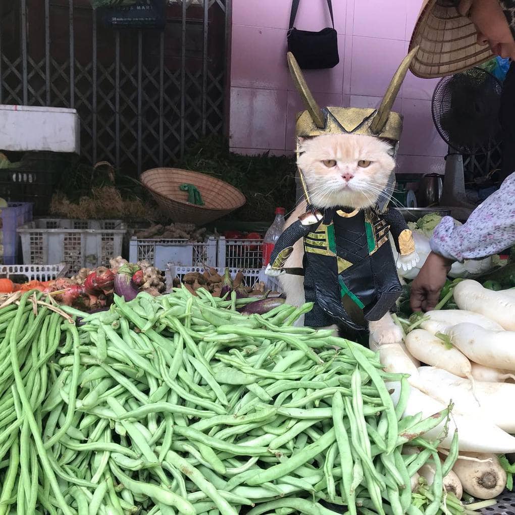 Кот из Вьетнама косплеит Мстителей и запросто мог бы вступить в их команду, чтобы победить злодеев 52