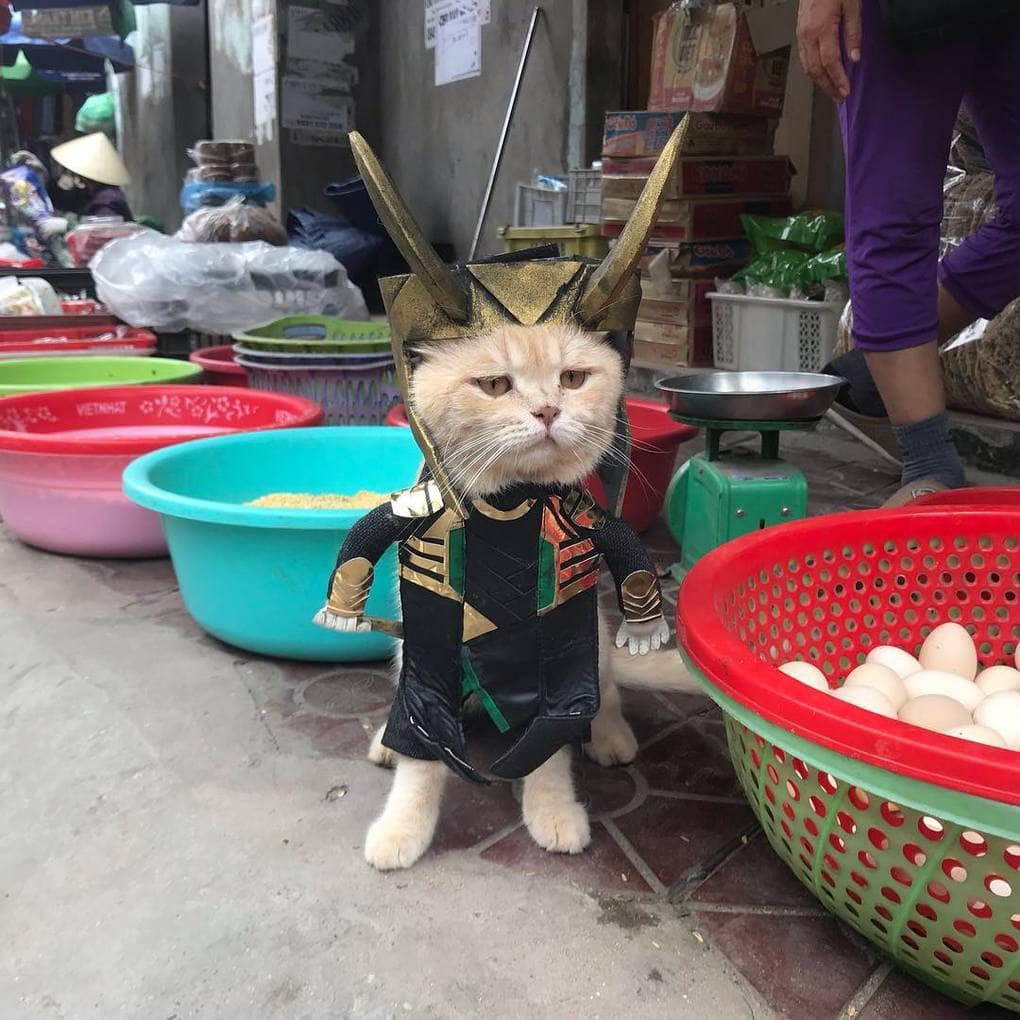 Кот из Вьетнама косплеит Мстителей и запросто мог бы вступить в их команду, чтобы победить злодеев 53