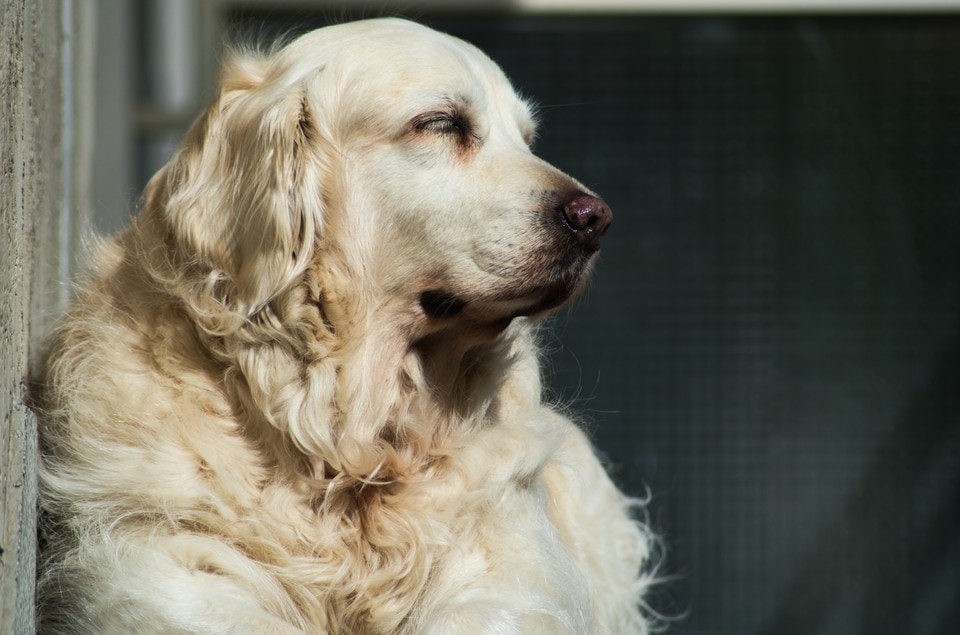 20 взрослых собак, которые тщательно скрывают свой возраст за горящими глазами и виляющим хвостом 79