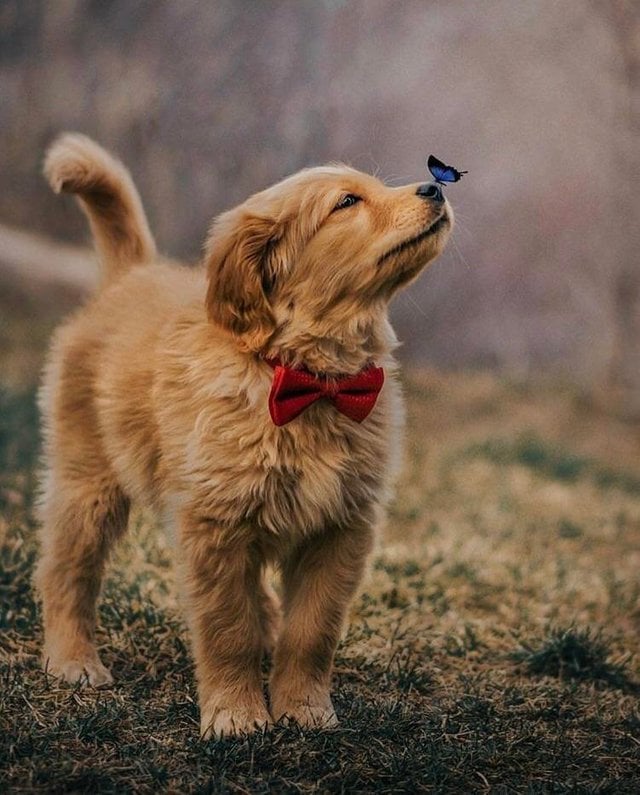 Бабочка села на нос пса с красной бабочкой, и этот кадр дал начало неожиданно доброму фотошоп-баттлу 28