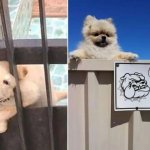 25 злобных собакенов, которых поставили охранять