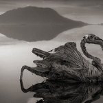 7 фото смертельного озера Натрон, которое превращает птиц в статуи