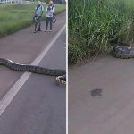 Как помочь гигантской 3-метровой анаконде пересечь дорогу