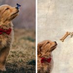 Бабочка села на нос пса с красной бабочкой, и этот кадр дал начало неожиданно доброму фотошоп-баттлу