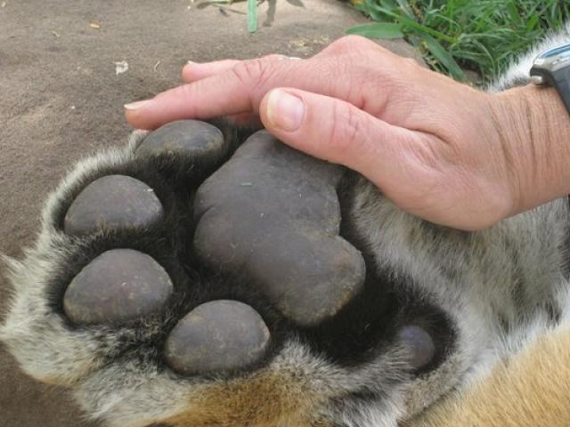 18 фотографий животных, которые на своём примере показывают, что размеры познаются в сравнении 65